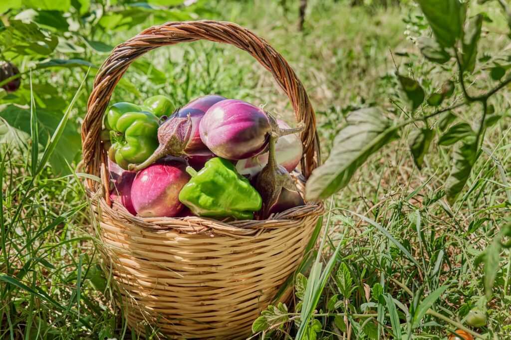 Basket with ripe eggplants in the synergistic vegetable garden.