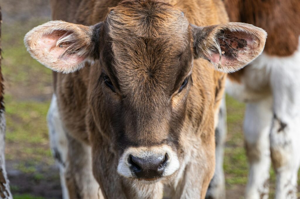 Brown cow grazing on an eco-farm promoting sustainable and natural living practices in a serene