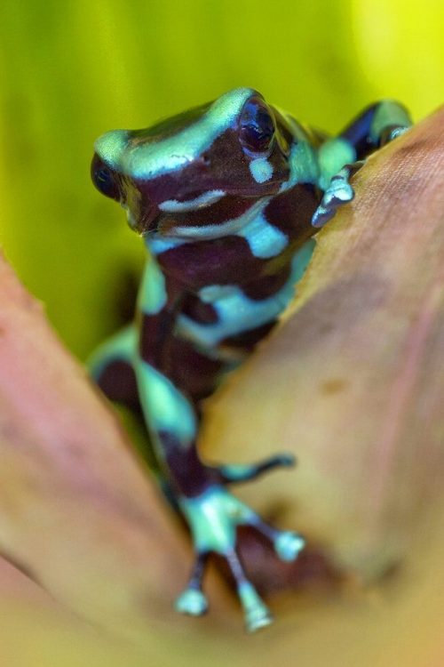 Green and Black Poison Dart Frog, Tropical Rainforest, Costa Rica